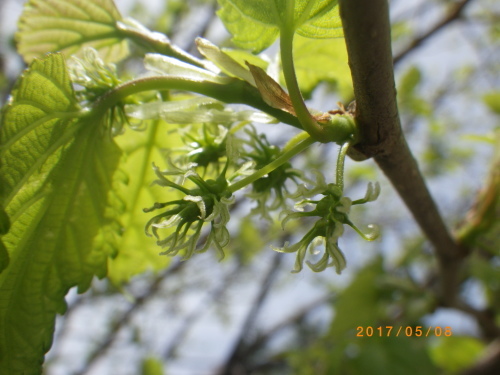 クワの花_e0290580_19532374.jpg