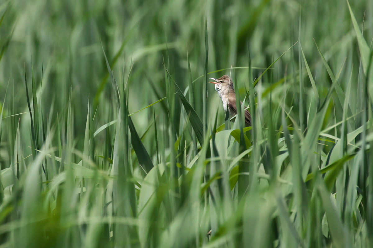 おちびさん3羽　コブハクチョウ（瘤白鳥）他_a0083081_18200558.jpg