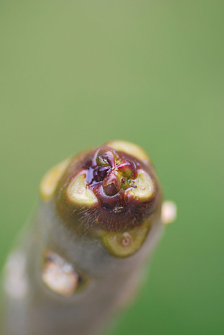 5 7 プルメリアの病気 虫 あなたに似た花