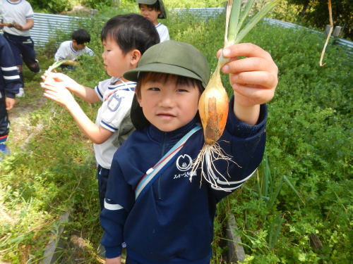 こころの日～玉ねぎ収穫（年中・年長）～_c0194485_12321357.jpg