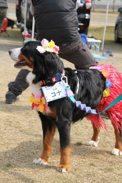 2017　Bernese Fancier_b0135889_00525098.jpg