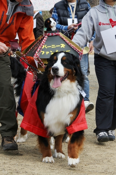 2017　Bernese Fancier_b0135889_00540370.jpg