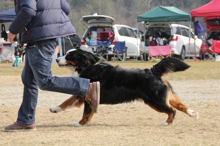 2017　Bernese Fancier_b0135889_01204046.jpg