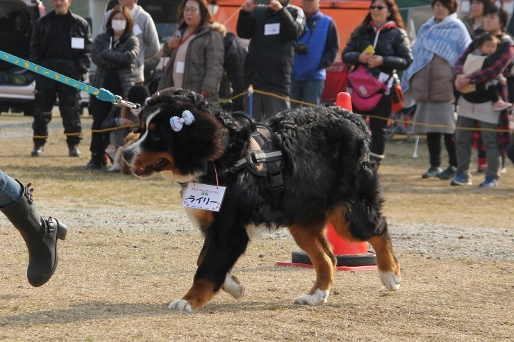 2017　Bernese Fancier_b0135889_01262979.jpg