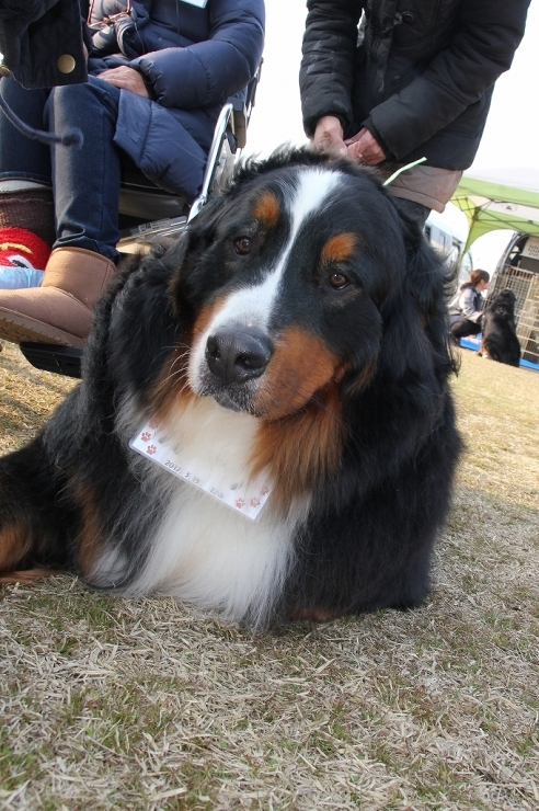 2017　Bernese Fancier_b0135889_01353251.jpg