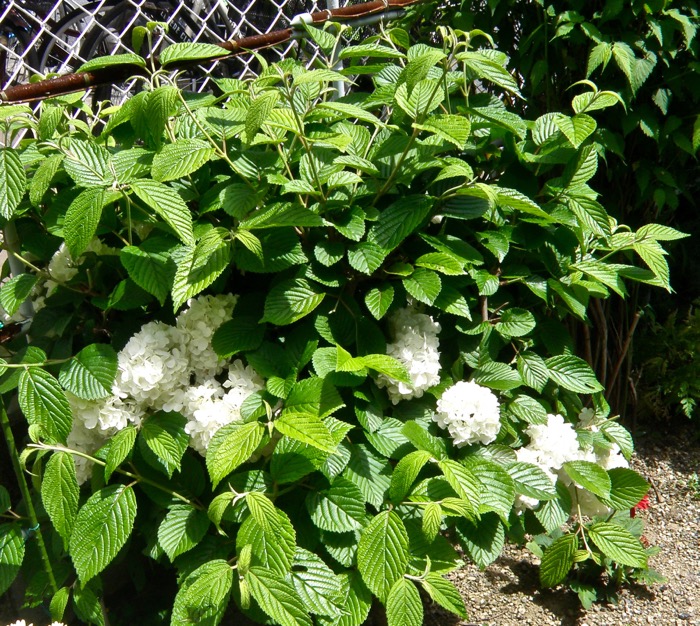 花は淡い黄緑色から白色へ，オオデマリ（大手毬） : 楽餓鬼