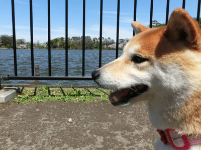 【柴犬ゆめちゃん】お花見2017_f0062790_10021513.jpg