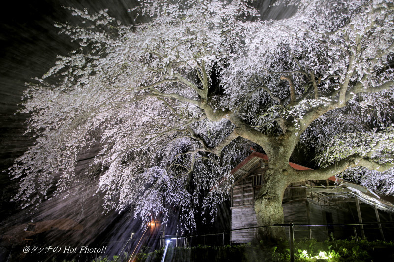 槍沢しだれ桜_d0027893_20371834.jpg