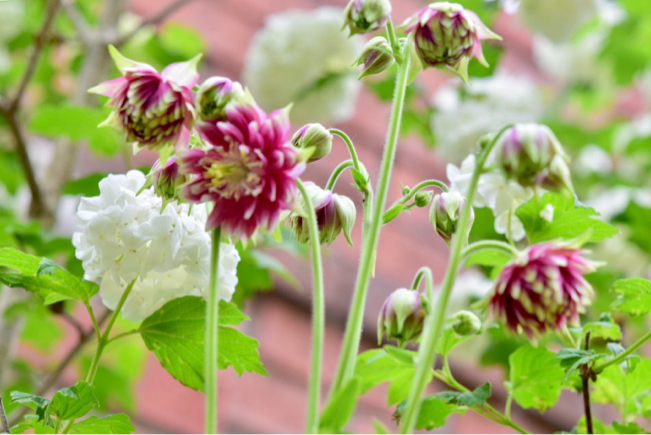 アキレギア2種 ノラバロー ブラックバロー 芍薬の蕾も巨大化 薔薇好き花好き庭が好き 元英国在住 アートセラピストが造る癒しの庭 アキレギア2種 ノラバロー ブラックバロー 芍薬の蕾も巨大化 薔薇好き花好き庭が好き 元英国在住 アートセラピストが造る癒しの庭