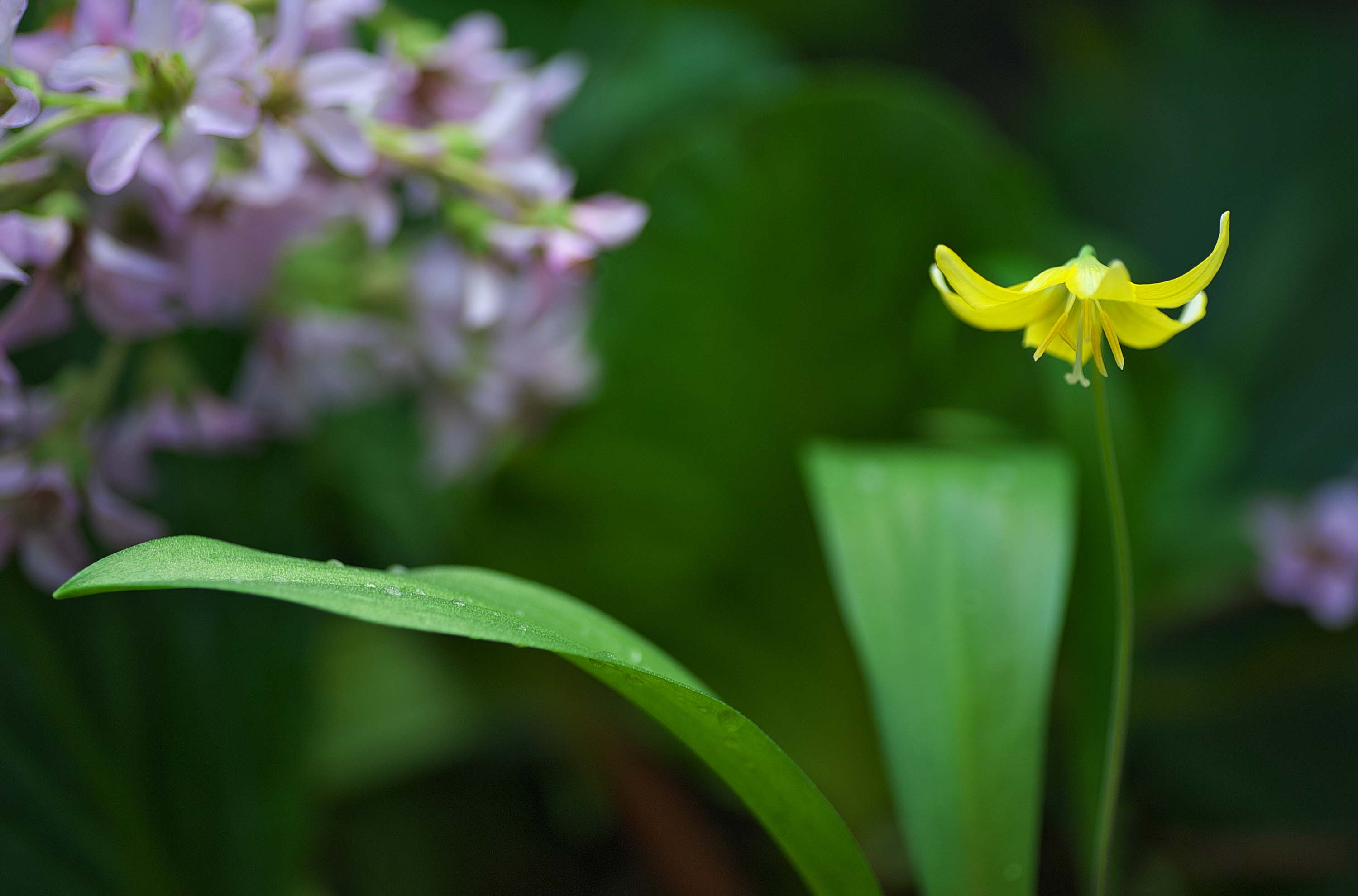 3年越しに黄色のカタクリの花が咲きました_f0000502_10295349.jpg