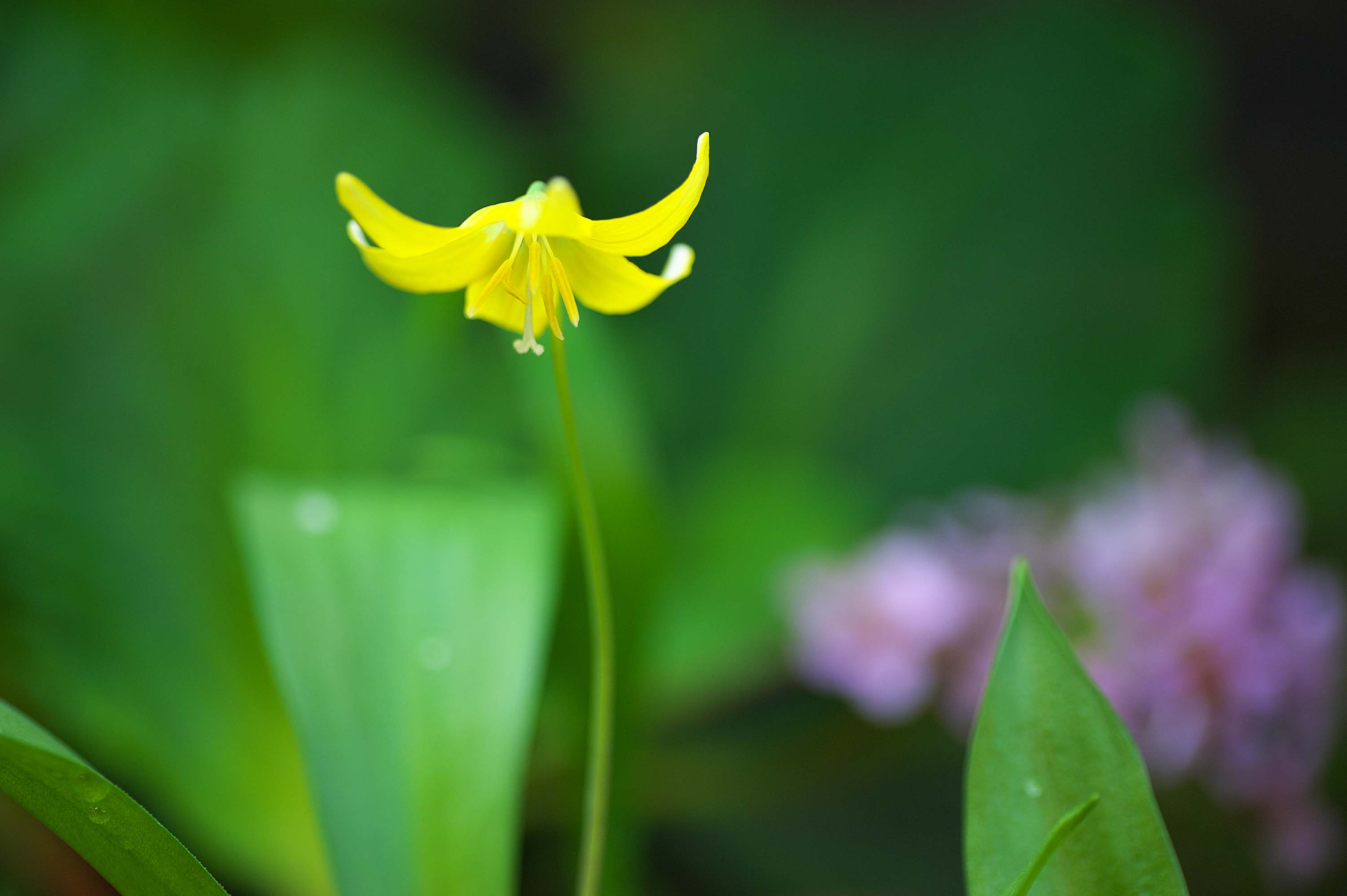 3年越しに黄色のカタクリの花が咲きました_f0000502_1033538.jpg