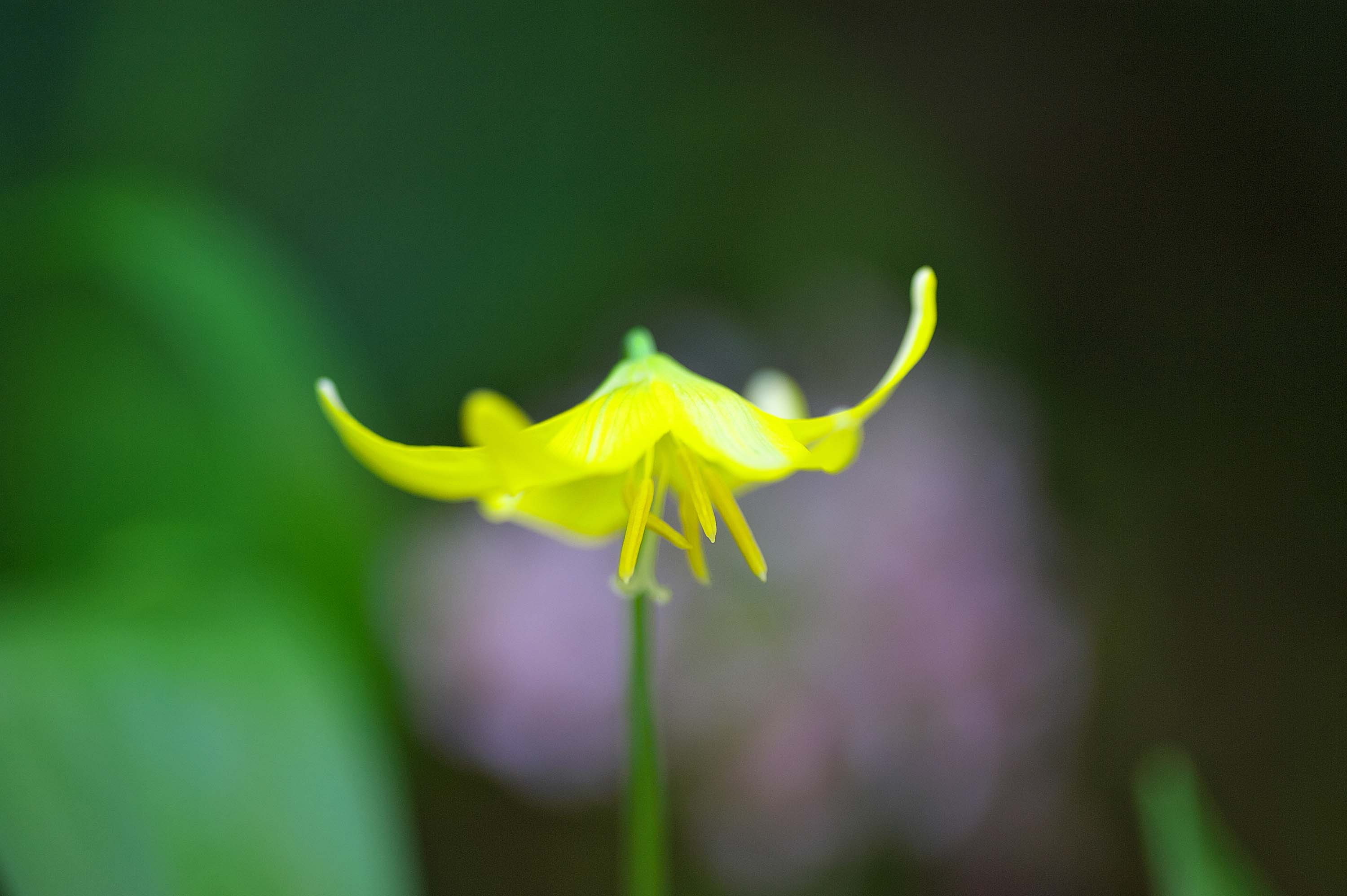 3年越しに黄色のカタクリの花が咲きました_f0000502_10342053.jpg