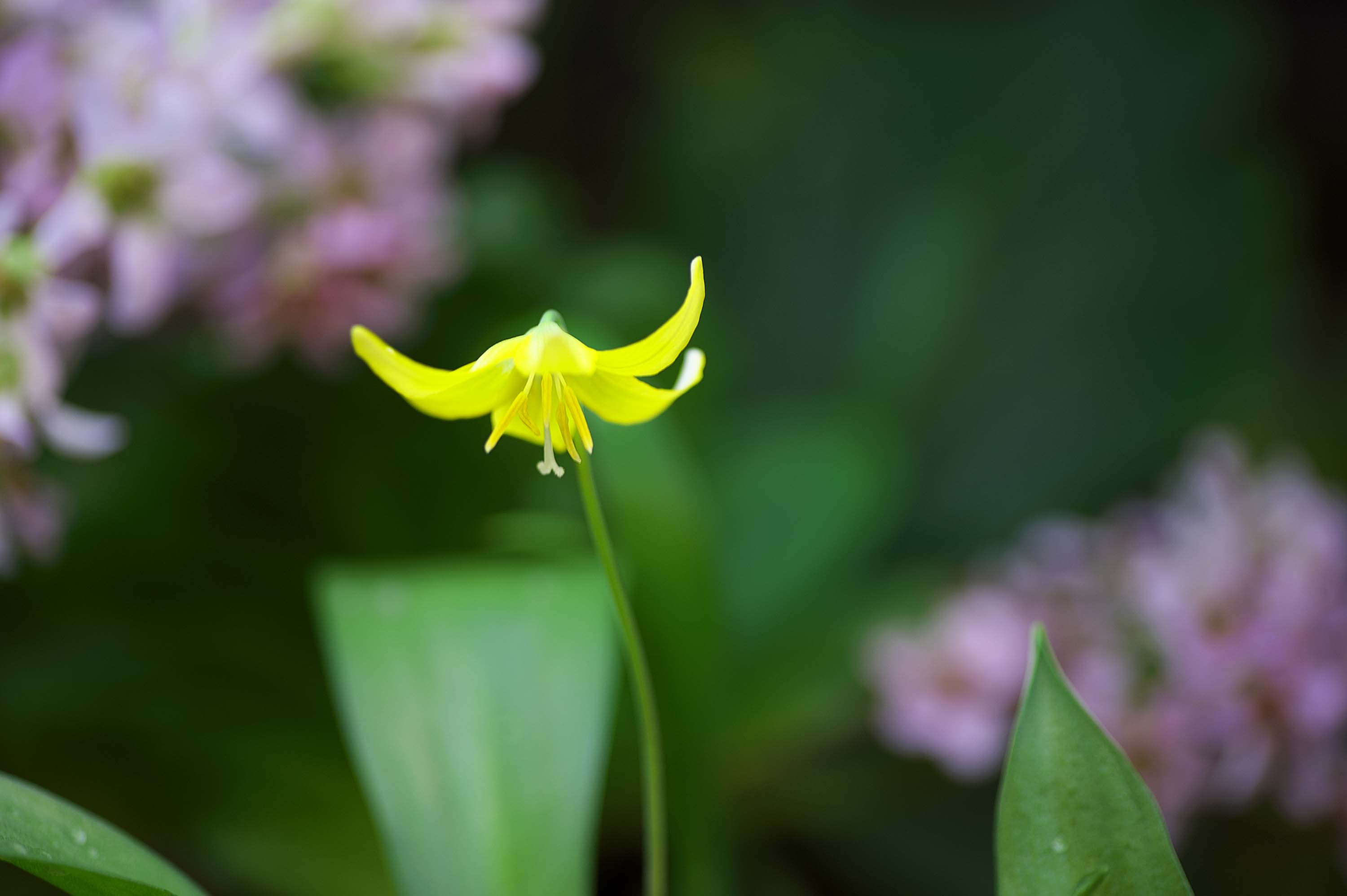 3年越しに黄色のカタクリの花が咲きました_f0000502_103789.jpg