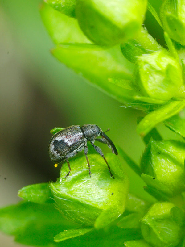 すっかりゾウムシにハマってしまいました : 昆虫ブログ むし探検広場