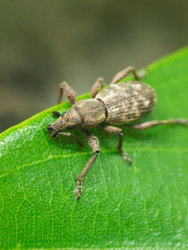 すっかりゾウムシにハマってしまいました : 昆虫ブログ むし探検広場