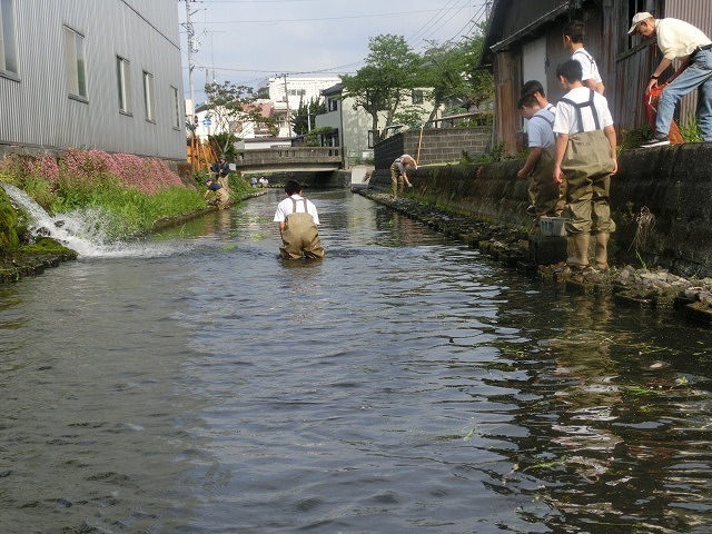 久しぶりの田宿川の水草刈り清掃 オオバン(渡り鳥)の活躍がすごい!_f0141310_07375476.jpg