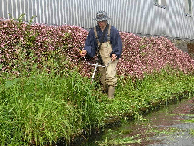久しぶりの田宿川の水草刈り清掃 オオバン(渡り鳥)の活躍がすごい!_f0141310_07380180.jpg