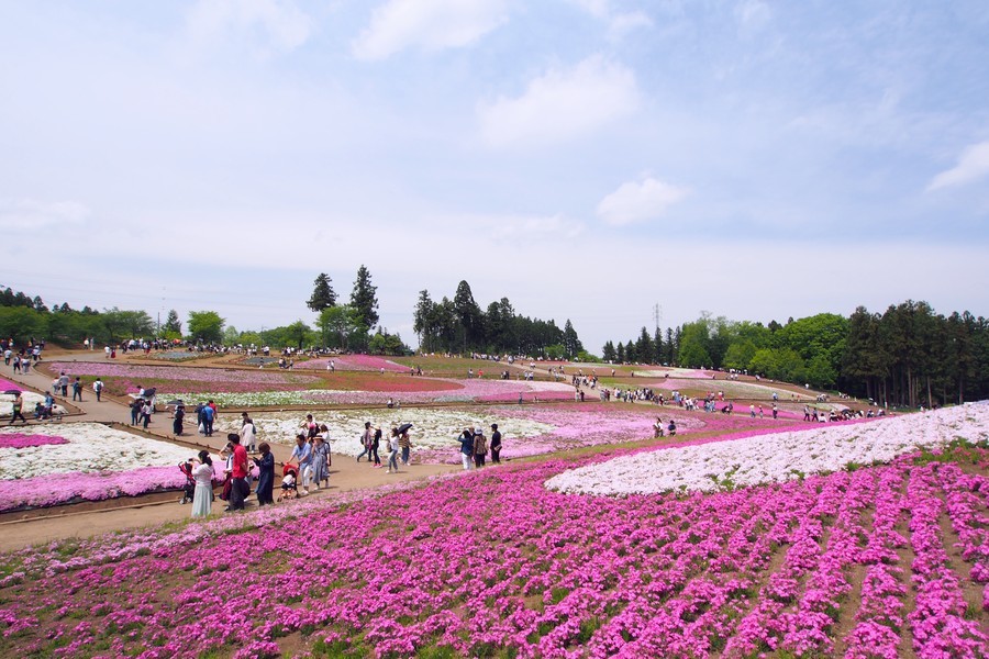 芝桜の丘（その２）_a0268412_23574671.jpg