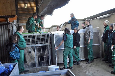 オランダ エメン動物園に移動したドイツ ブレーマーハーフェン臨海動物園のリリー Polarbearology Conjectaneum