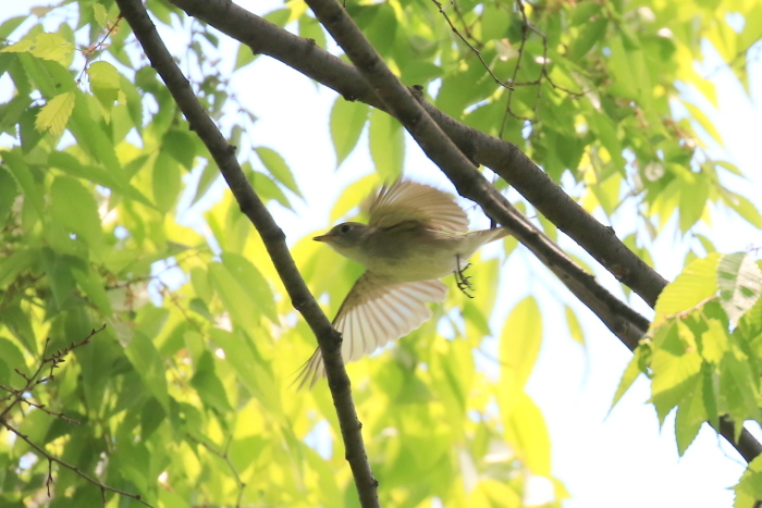 大型連休の霞城公園_d0262018_15485815.jpg