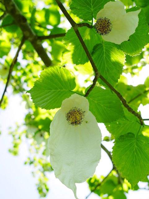 ハンカチノキの花が・・・曇りの朝　　　朽木小川・気象台より_c0044819_639365.jpg