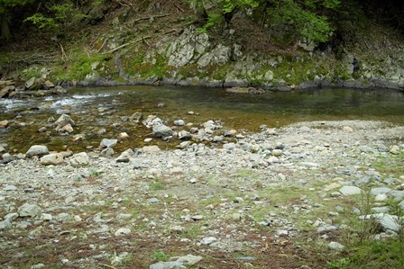 ハンカチノキの花が・・・曇りの朝　　　朽木小川・気象台より_c0044819_6474315.jpg