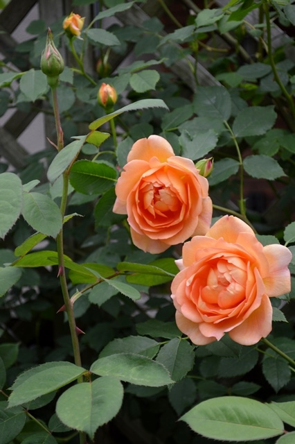 d0096422_6215587.jpg