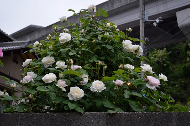 d0096422_634893.jpg