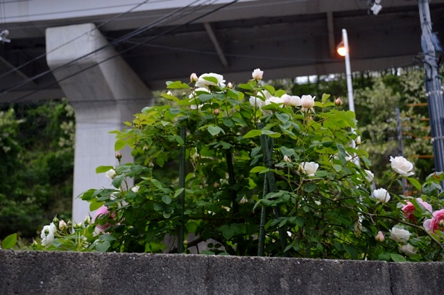 d0096422_654638.jpg