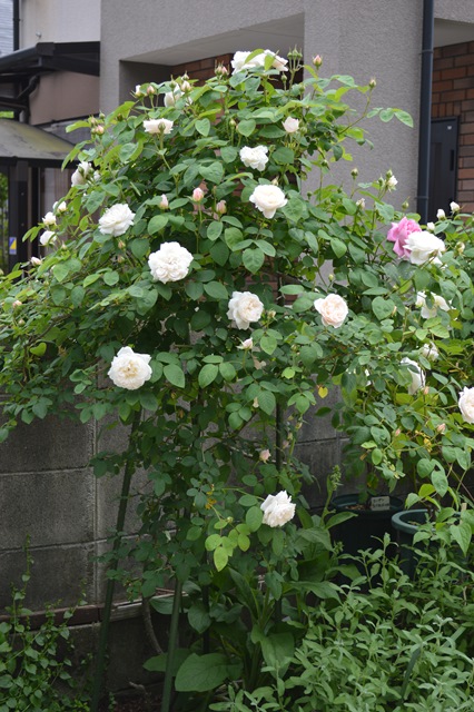 d0096422_685978.jpg