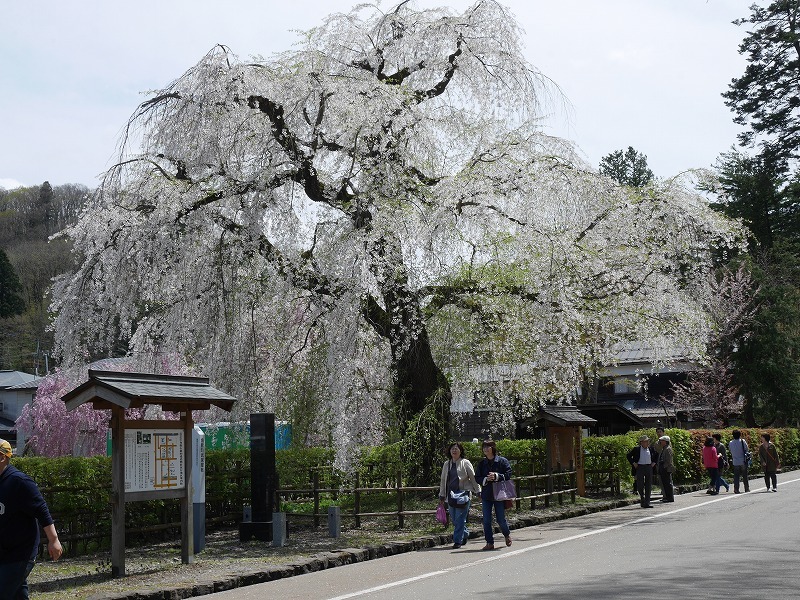 桜の角館～みちのくの旅２０１７_c0039428_22582901.jpg