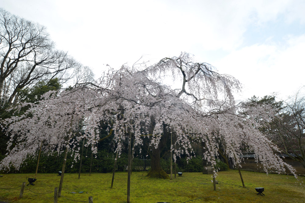 醍醐寺、２０１３年３月２８日（改訂版）_e0367330_17315487.jpg