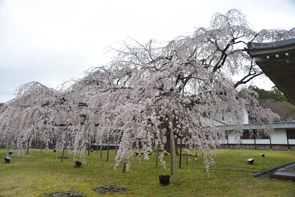 醍醐寺、２０１３年３月２８日（改訂版）_e0367330_17323762.jpg