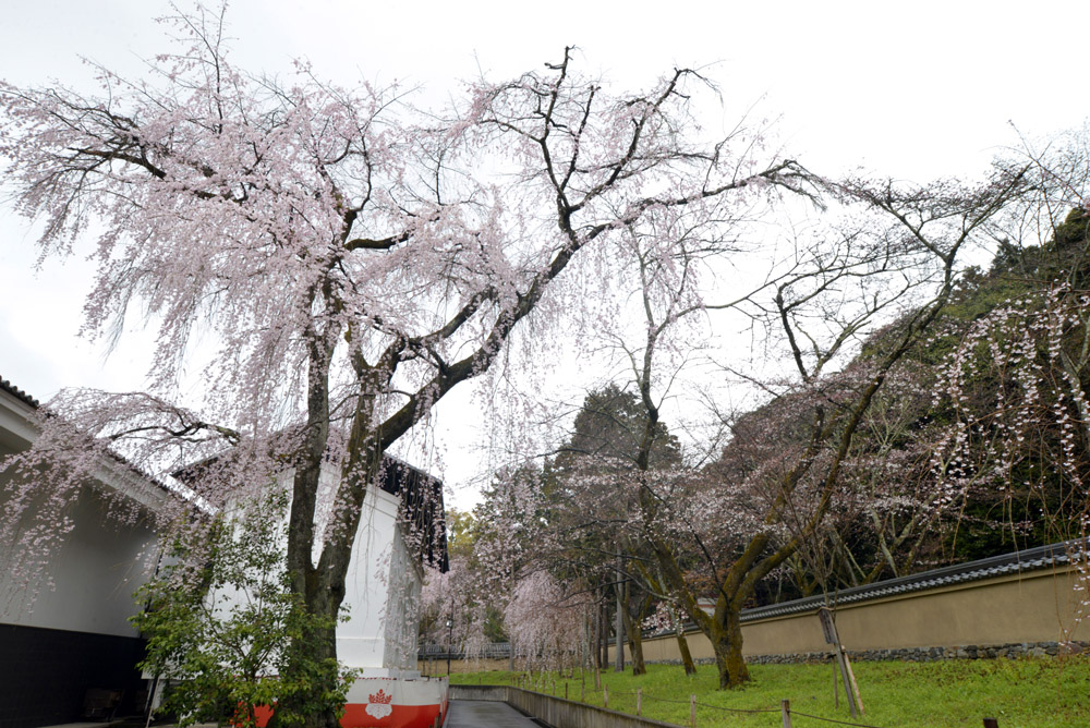 醍醐寺、２０１３年３月２８日（改訂版）_e0367330_17335831.jpg