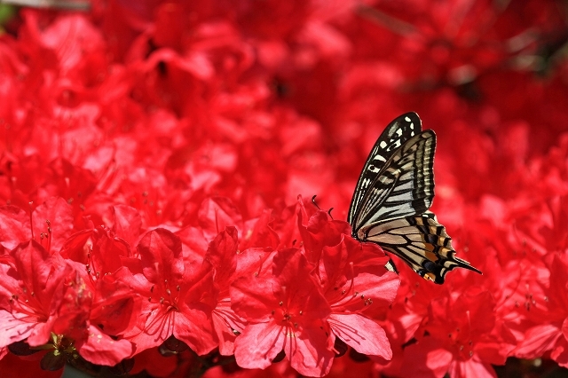 a0242438_20093701.jpg