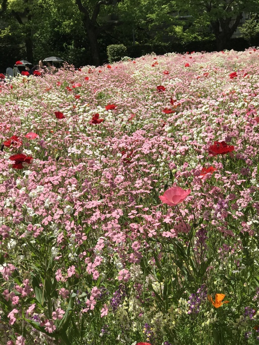 石橋美術館のバラ園_b0063438_11185188.jpg