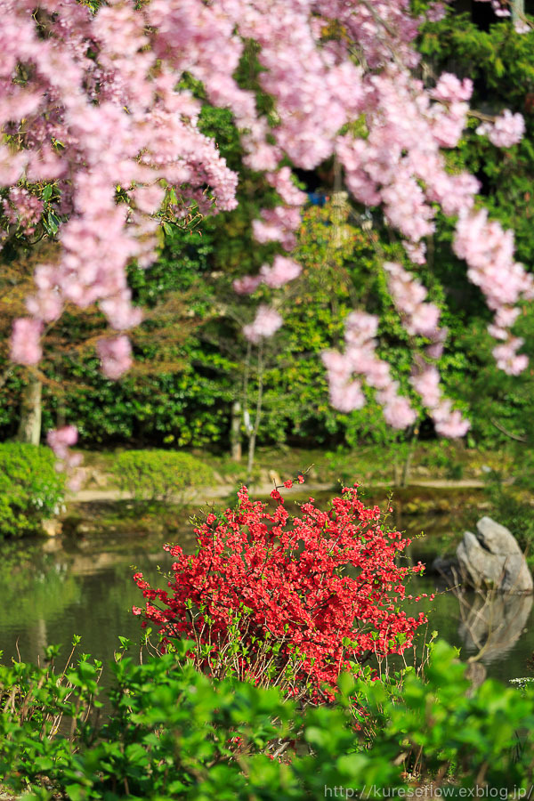 京のさくら2017　4月12日桜めぐり　法金剛院のしだれ桜_b0325840_22464705.jpg