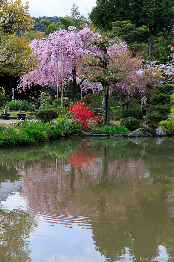 京のさくら2017　4月12日桜めぐり　法金剛院のしだれ桜_b0325840_22465781.jpg