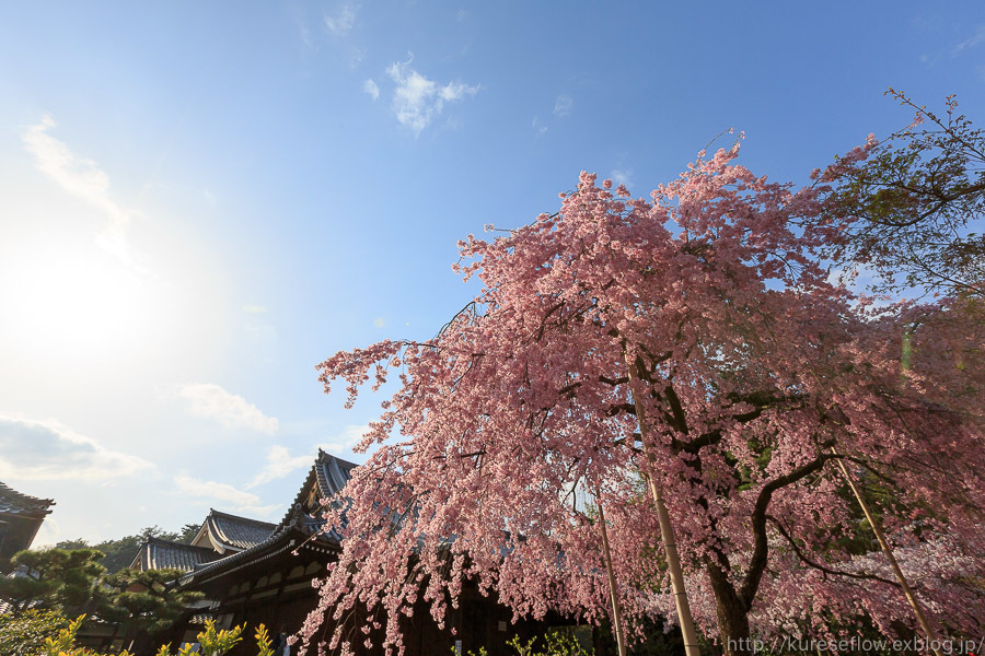 京のさくら2017　4月12日桜めぐり　法金剛院のしだれ桜_b0325840_22473187.jpg