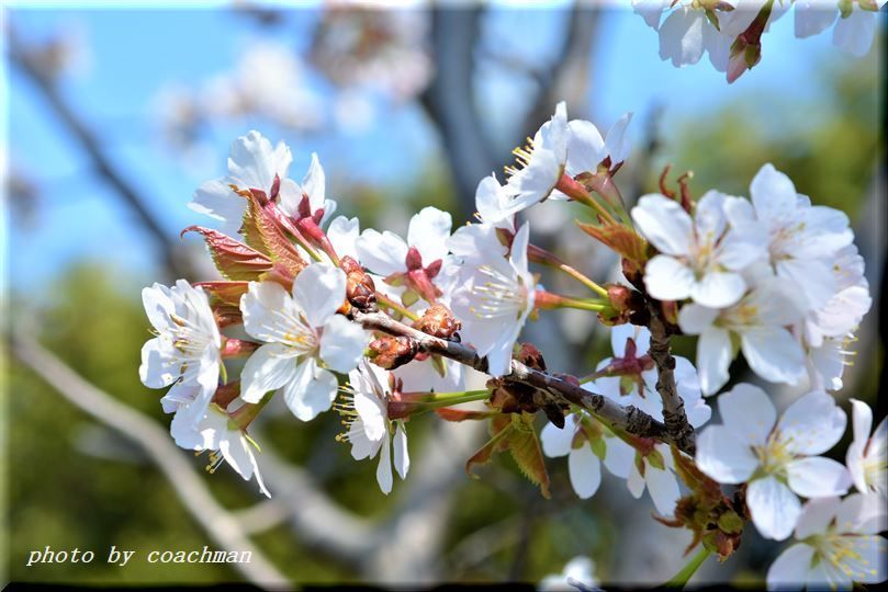 平岡樹芸センターの桜_a0315942_22160330.jpg