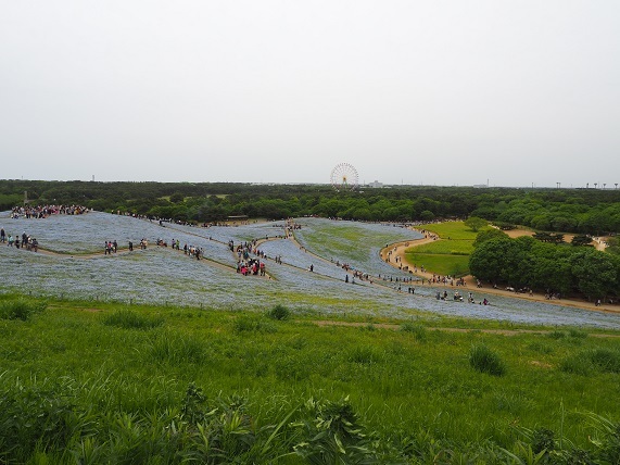 ひたち海浜公園②_e0272042_21134679.jpg