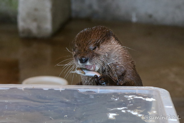 2017/04/28 大森山動物園 わらびちゃんとアリ事件_b0330044_23472007.jpg