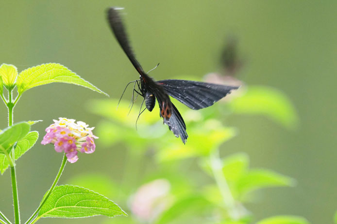 ナガサキアゲハの飛翔　　　　　　　　　　　　　　　　　　　　　台北市立動物園・虫虫探索谷_d0149245_12061776.jpg