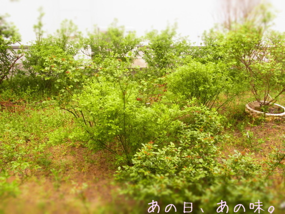 a0305046_08595029.jpg