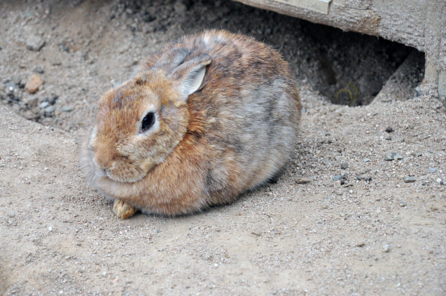 動物達の休日　　5/09_b0214652_16492536.jpg