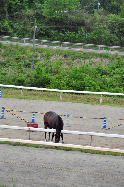 動物達の休日　　5/09_b0214652_16500275.jpg