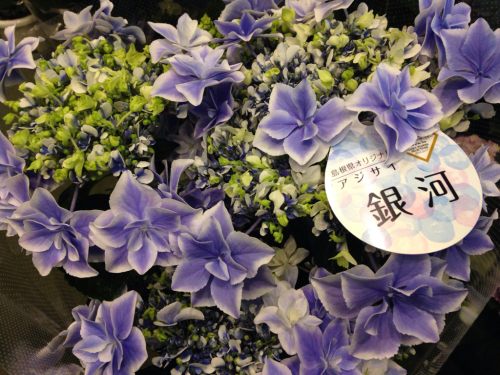 紫陽花 銀河 Flowers 請西東のお花屋さん