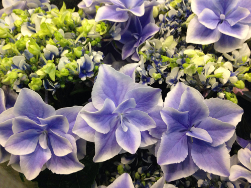 紫陽花 銀河 Flowers 請西東のお花屋さん