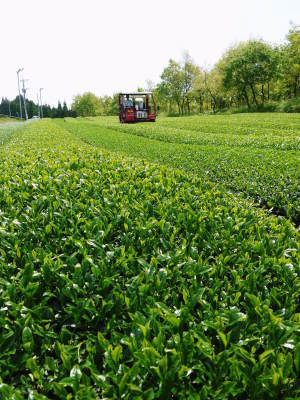 菊池水源茶 茶摘みのスタート(平成29年)と生茶から荒茶への加工(前編)_a0254656_18352430.jpg
