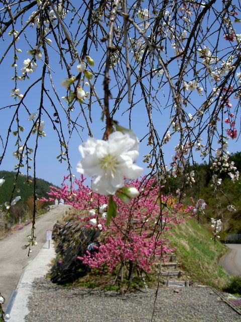 明宝小川地区で　花桃を_b0311168_17411203.jpg